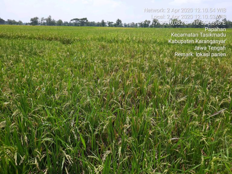 Bumi Intan Pari Karanganyar Surplus Beras 47 Ribu Ton