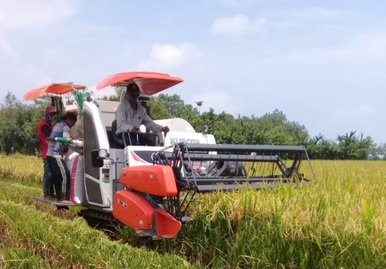 Pendeglang Panen Raya, Bupati: Stok Beras Cukup Hingga Oktober 2020