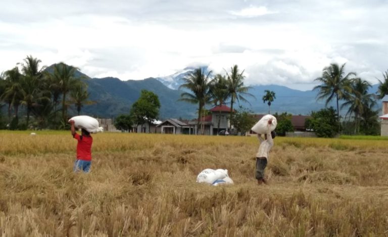 Kabupaten Semarang Rayakan Puncak Panen Raya Padi April-Mei 2020