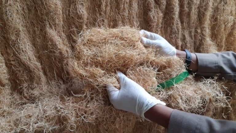 Lockdown di Cina Berakhir, Ekspor Jangkos asal Sumut Kembali Bergairah