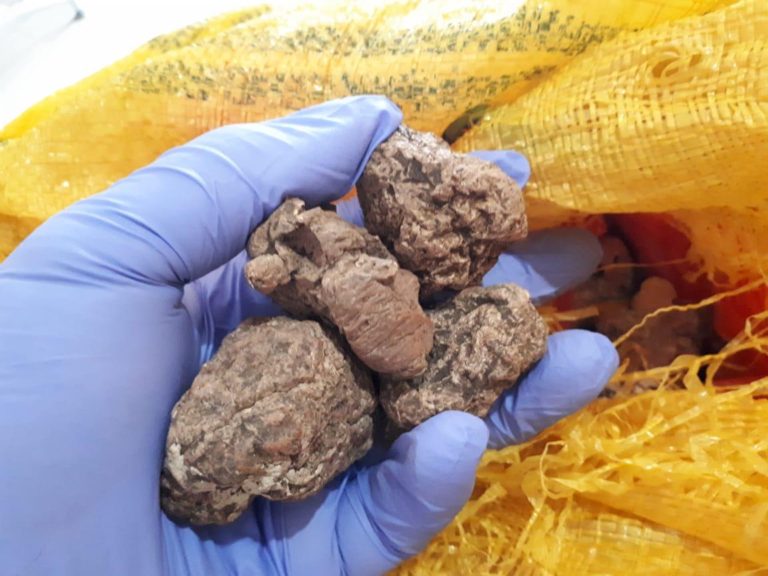 Jamur Susu Harimau asal NTT Laris Manis di Pasar Global