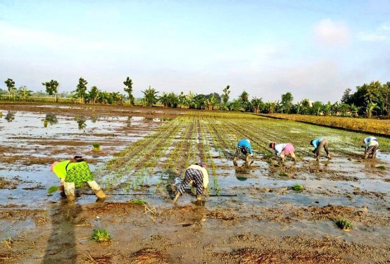 Petani Grobogan Rotasi Tanaman Pangan Usai Panen Raya