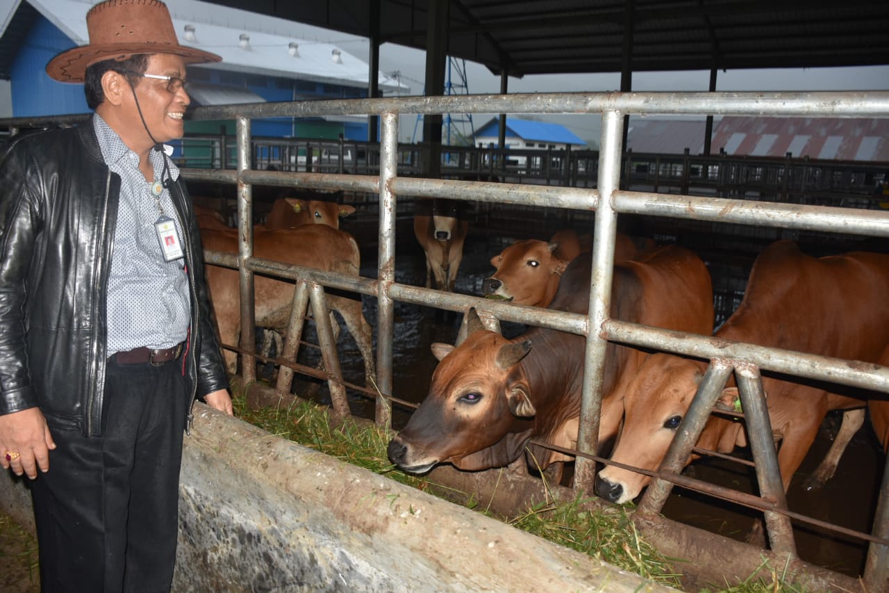 Kementan Bantu Lindungi Aset Peternk dengan Asuransi