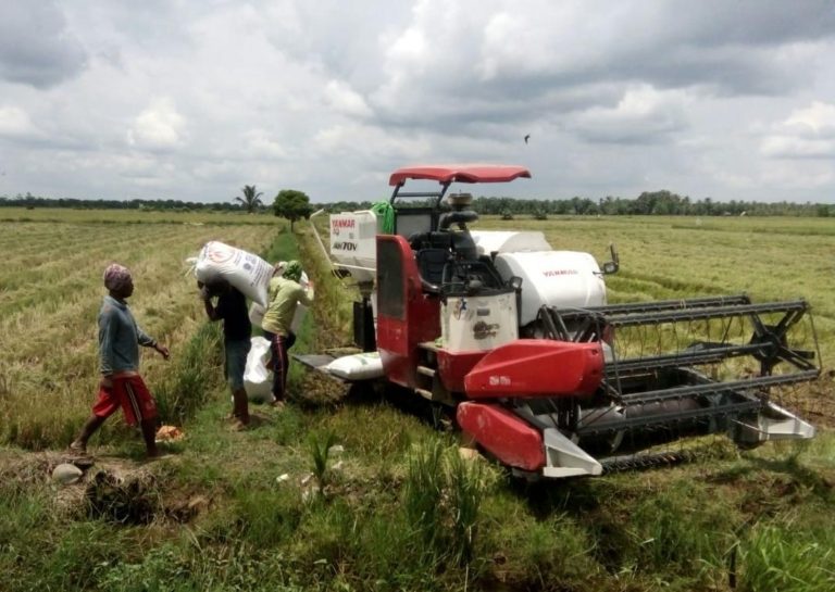 Produksi Padi Petani Banyuasin Berlimpah saat Pandemi Covid-19
