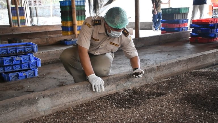 Darurat Corona, Permintaan Dua Jenis Larva Kering Tetap Tinggi di Pasar Dunia