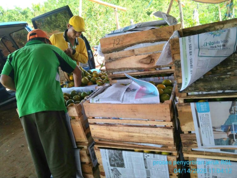 Di Tengah Pandemi Covid-19, Jeruk Keprok Asal Bengkulu Laris Manis