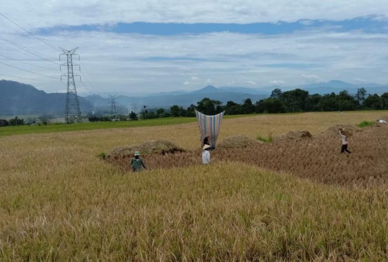 Petani Tanah Datar Sambut Panen Raya di Tengah Pandemik Covid-19
