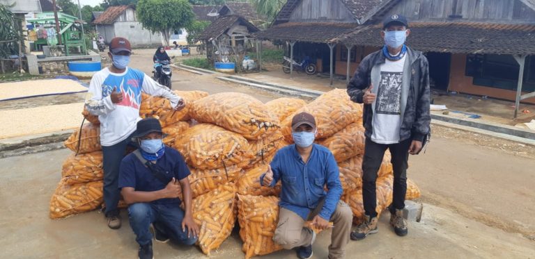 Di Tengah Pandemi Covid-19, Tuban Panen Benih Jagung Hibrida Hingga 850 Ton