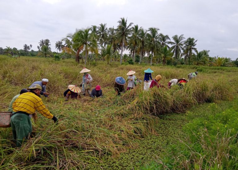 Lakukan Pengamatan Mandiri Organisme Pengganggu Tumbuhan, Mempawah Kalbar Mampu Tingkatkan Produksi
