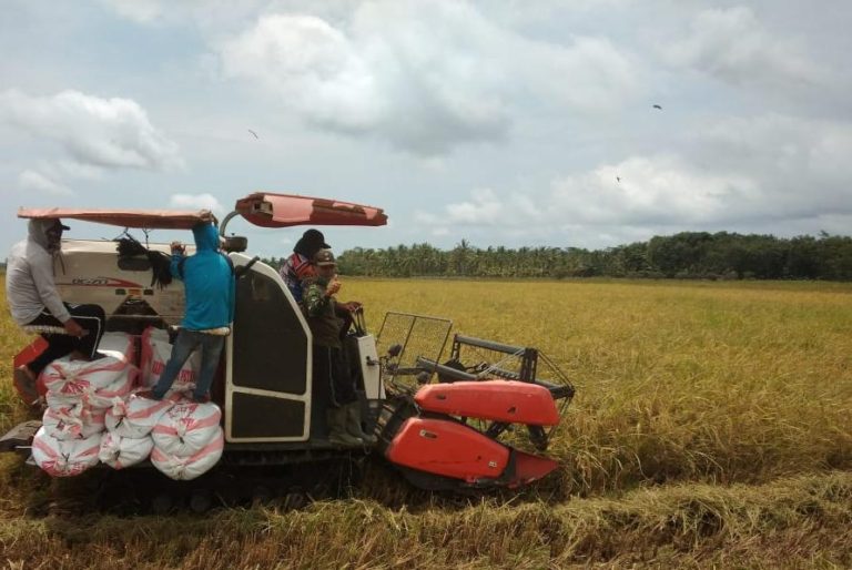 Petani Kabupaten Madina Gembira dengan Tingginya Harga Gabah