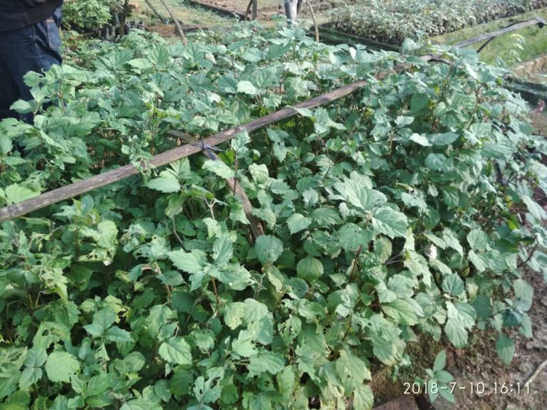 Harumnya Nilam Indonesia Diminati Hingga Mancanegara