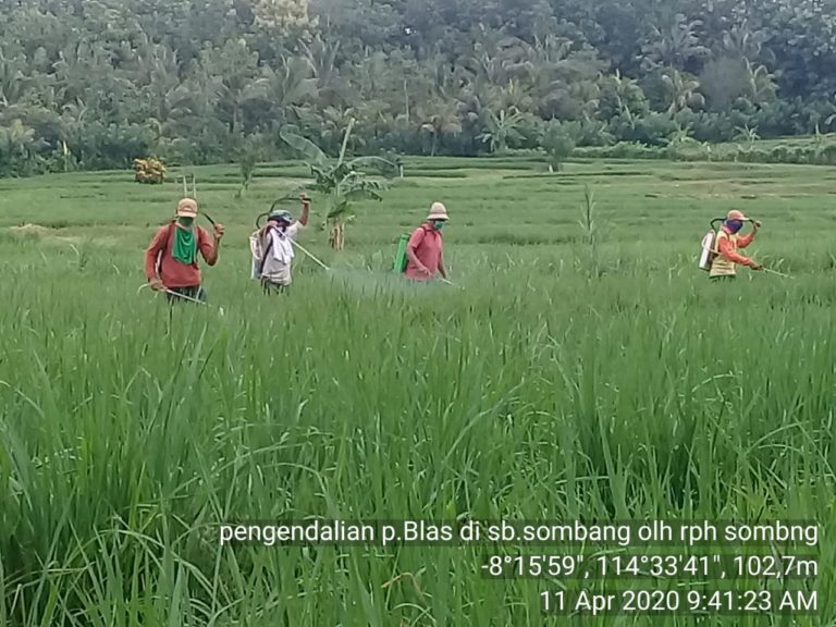 Amankan Produksi, Kabupaten Jembrana Bali Gelar Gerakan Pengendalian Penyakit Blas Pada Padi