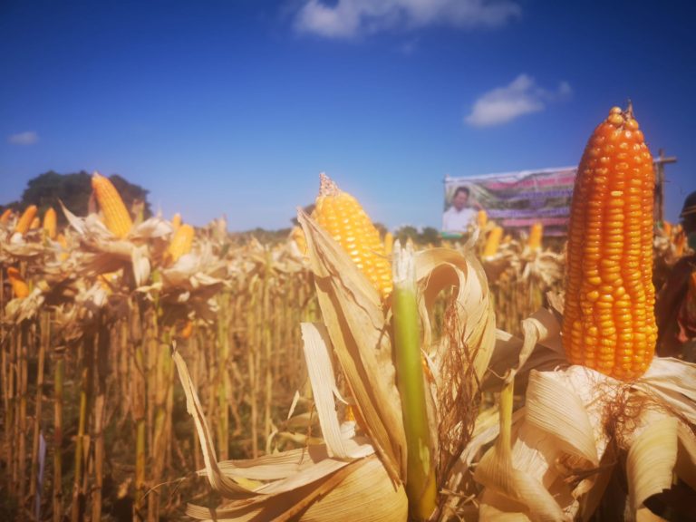Panen Jagung di Bantaeng, Mentan SYL Amankan Stok dan Harga