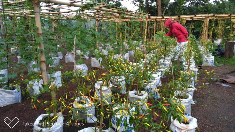 Bantu Kuatkan Ketahanan Pangan Keluarga dengan Bertani di Pekarangan