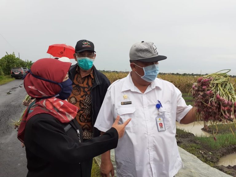 Pasokan Bawang Merah Nasional Aman, Kementan Jaga Stabilitas Harga