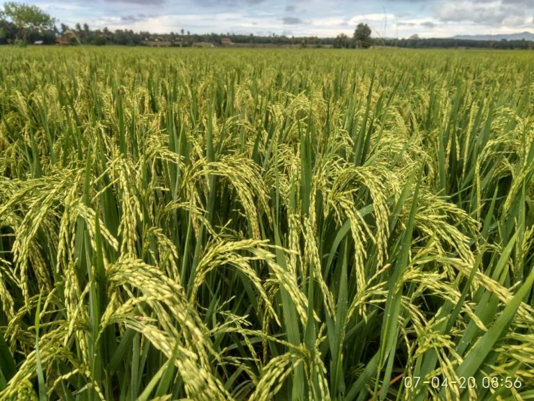 Kabupaten Oki Pelopor Produsen Benih Korporasi