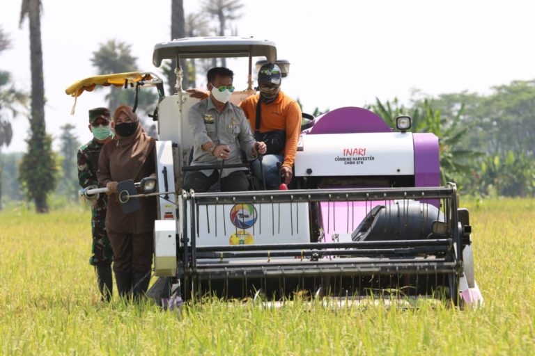 Menteri Pertanian Panen Padi Inbrida di Kabupaten Pandeglang