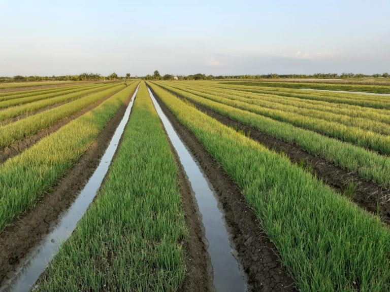 Sentra Mijen Demak Siap Panen Bawang Merah, Kementan Jamin Stabilitas Pasokan dan Harga