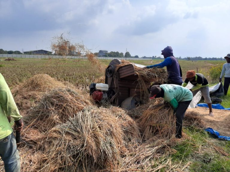 Lahan Rice Garden Jatisari Karawang Mulai Menunjukkan Hasil Padi