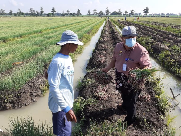 Bawang Merah asal Pati Siap Guyur Pasokan Jelang Lebaran