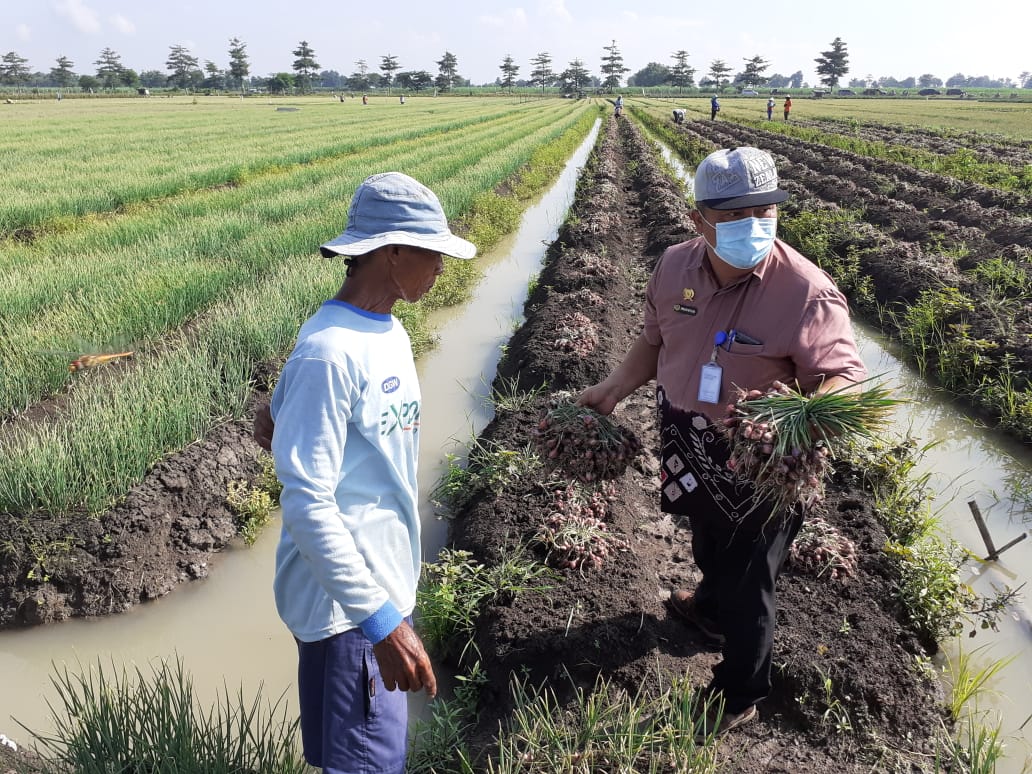 Bawang Merah asal Pati Siap Guyur Pasokan Jelang Lebaran