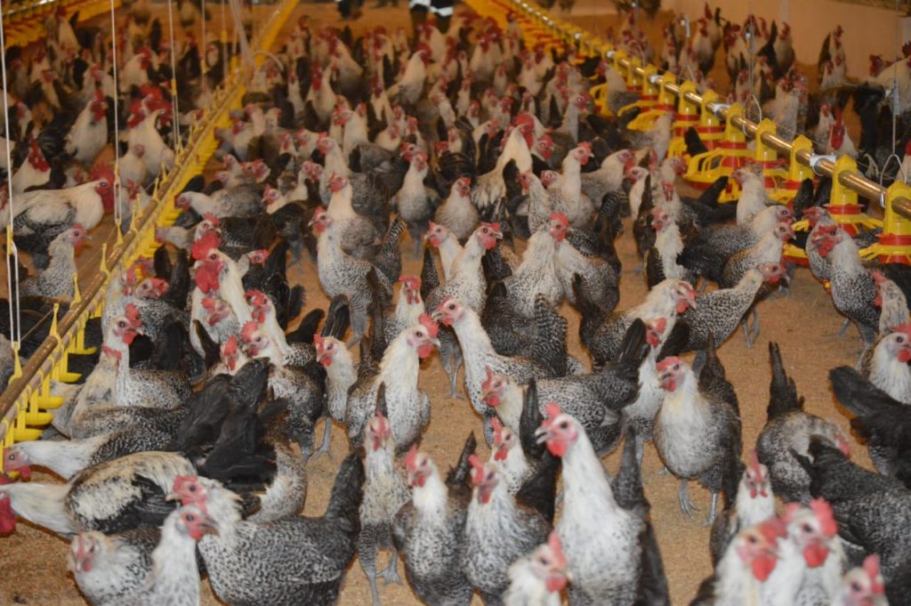 Mengenal Ayam Lokal  Sembawa Penghasil Telur yang Andal 