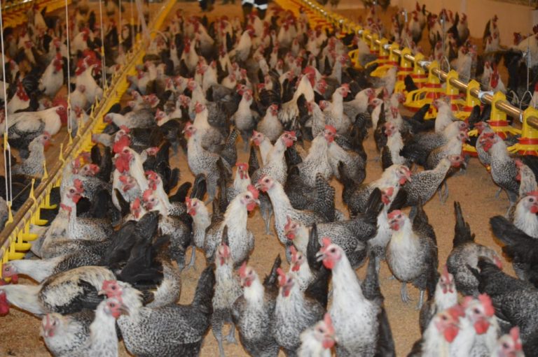 Kementan Pastikan Berupaya Jaga Stabilisasi Harga Perunggasan Nasional