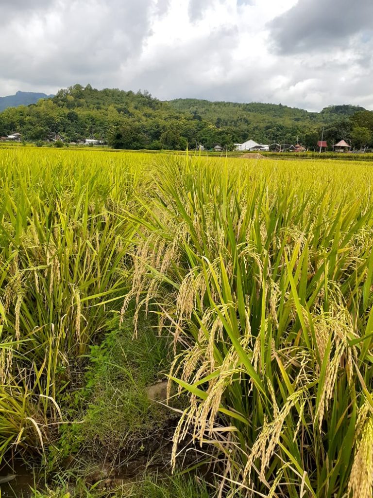 Petani Kabupaten Gorontalo Eksis Memproduksi Benih Padi Sendiri