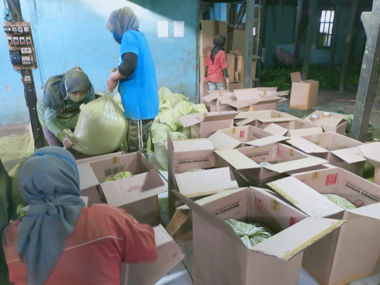 Jadi Bahan Kasur Kesehatan , Matcha Tea Arafah Tembus Pasar Korea Selatan