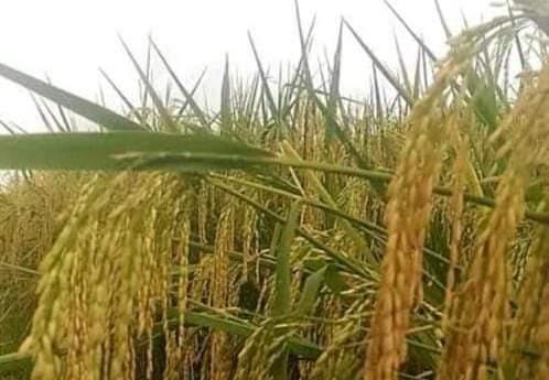 Kabupaten Sijunjung Kembangkan Pertanian Berbasis Korporasi