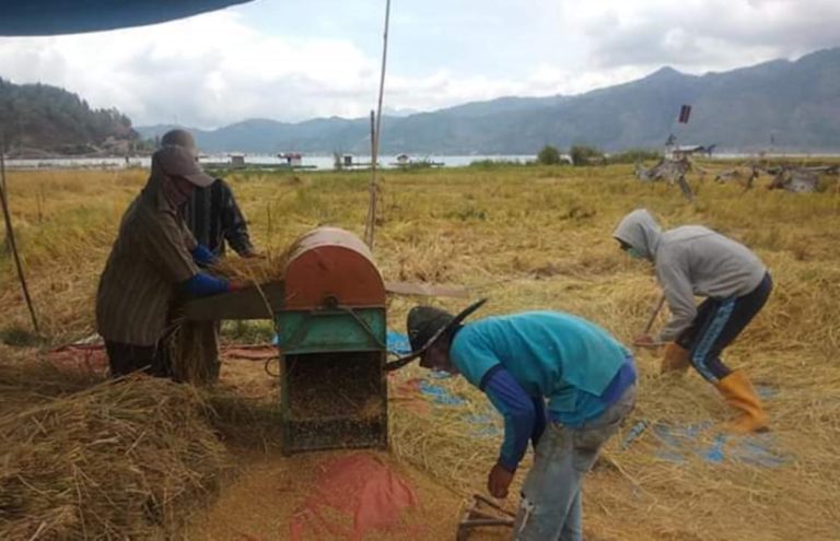 Aceh Tamiang Panen Padi, Amankan Stok Pangan di Tengah Pandemi