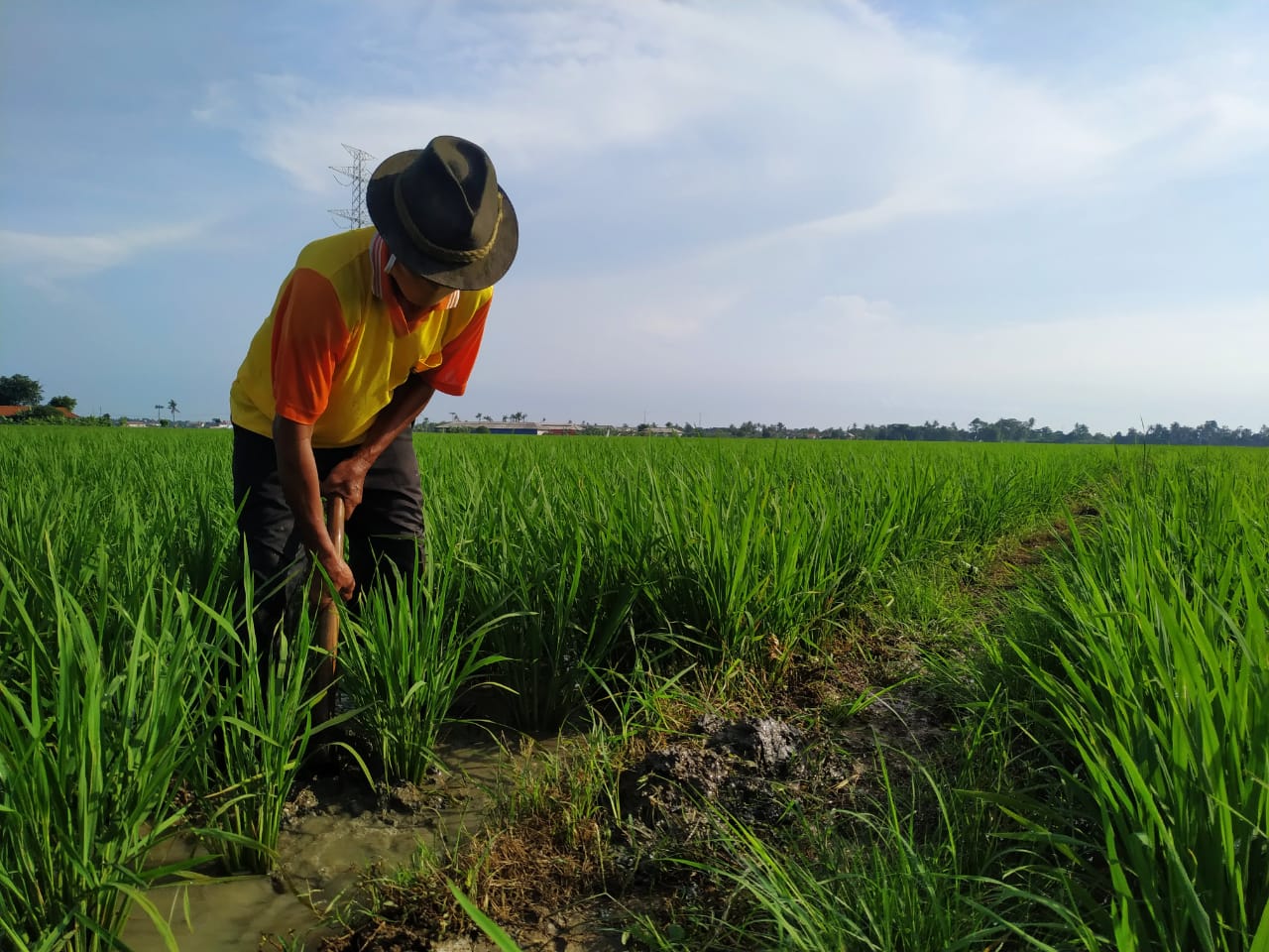 Gapoktan Binaan Pertagas Ekspansi 14 Hektar Lahan Pertanian Ramah Lingkungan