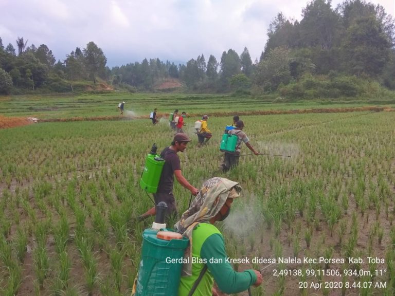 Dimasa Pandemi Covid-1, Sumut Kendalikan Kresek dan Blas Padi