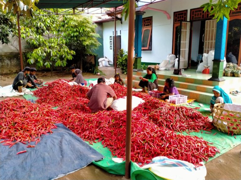 Buah dan Sayur hasil Petani Kaki Gunung Rinjani Diincar Dunia