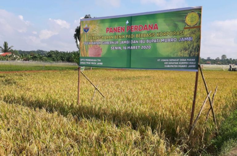 Di Tengah Pandemi Covid-19, Penangkar Benih Padi di Jambi Tetap Berproduksi
