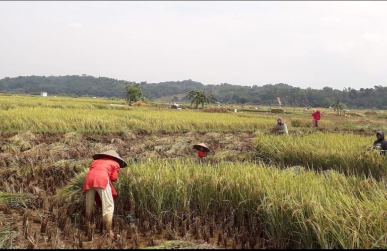 Sukabumi Panen Raya Padi dan Jagung, Produksi Beras Surplus Hingga 124.077 Ton