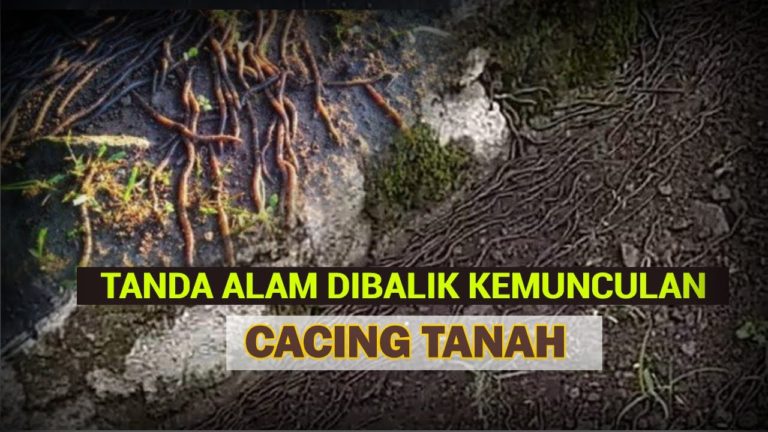 Fenomena Aneh Kemunculan Cacing Tanah di Solo dan Klaten