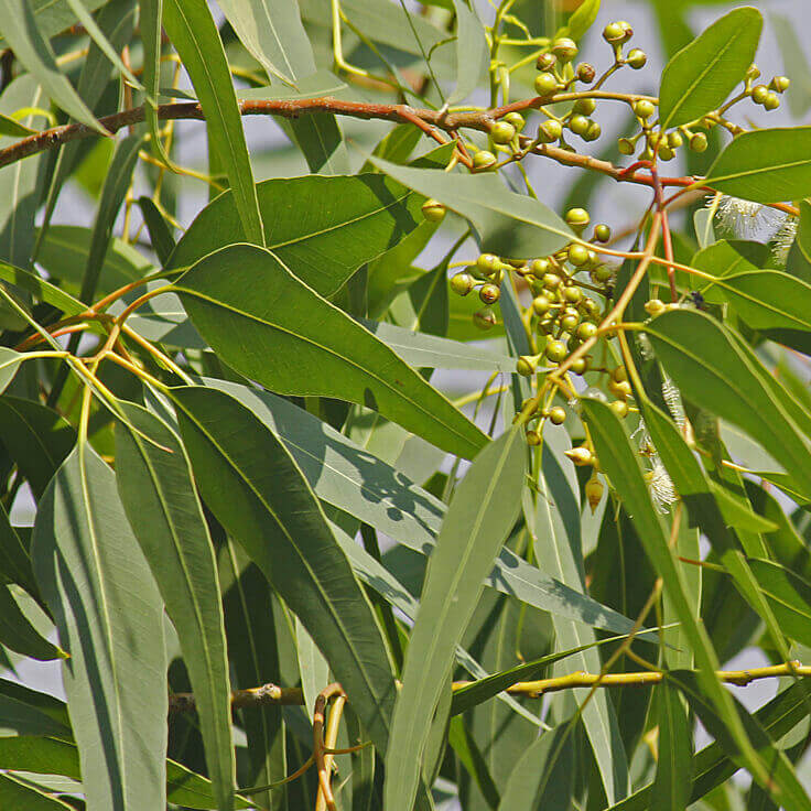 Kementan Temukan Potensi Eucalyptus  untuk Cegah Corona 