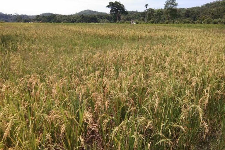 Di Tengah Ancaman Covid-19, Kalbar Desain Solusi Atasi Ketersediaan Stok Pangan