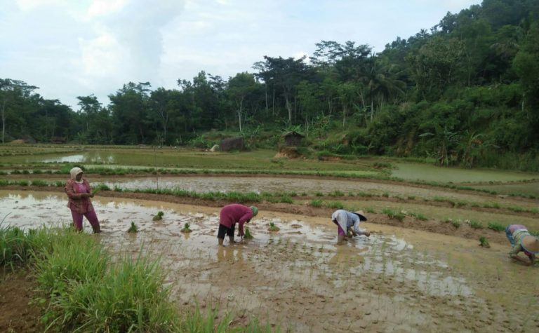 Gunung Kidul Lakukan Percepatan Tanam Padi dan Palawija