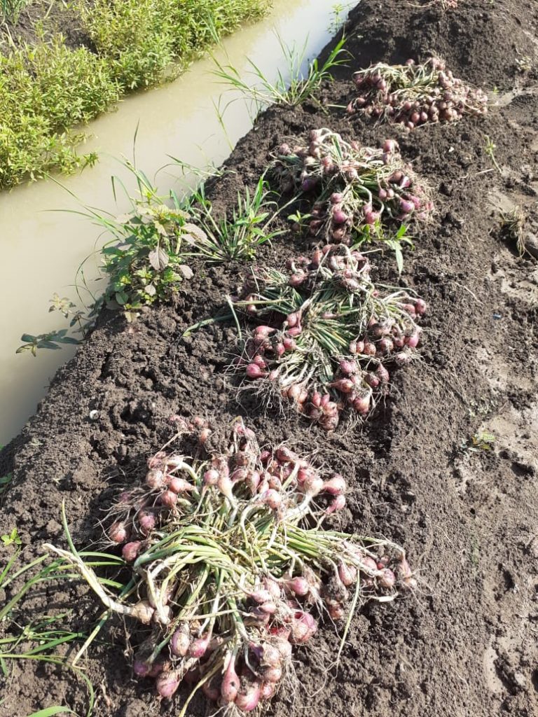 Bersiap, Bulan Mei Petani Mulai Panen Raya Bawang Merah