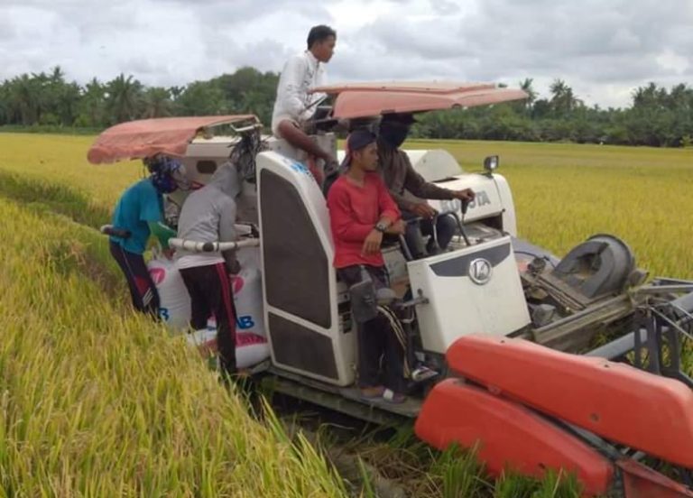 Di Tengah Pandemi Corona, Parigi Moutong Surplus Beras 171.358 Ton