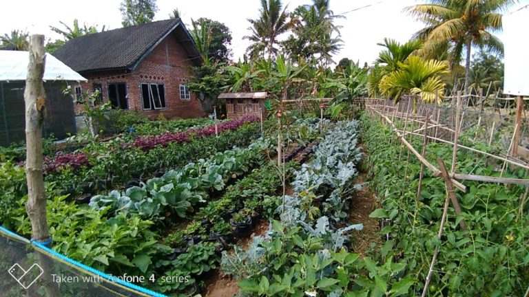 Pemanfaatan Pekarangan Cegah Krisis Pangan di Tengah Pandemi Covid-19