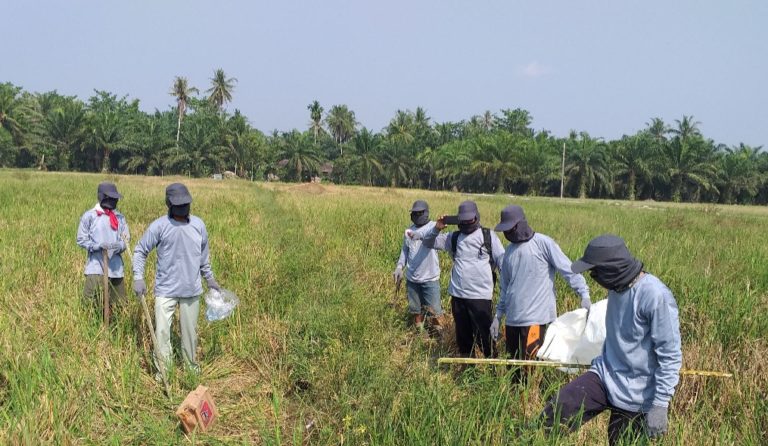 Amankan Produksi, Kabupaten Batubara Lakukan Gerdal Tikus Sawah