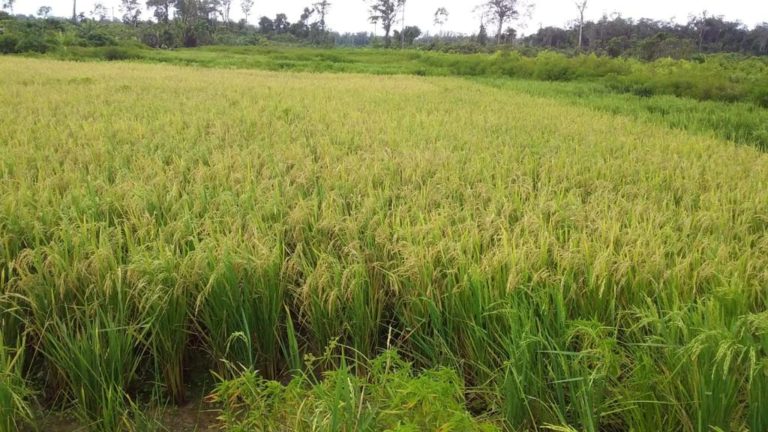 Amankan Stok Pangan, Gubernur Kalteng Tingkatkan Serap Gabah Petani