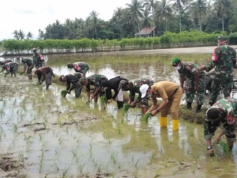 Berhasil Panen dengan Hasil Tinggi, Kabupaten Barru kembali Lakukan Gerakan Tanam