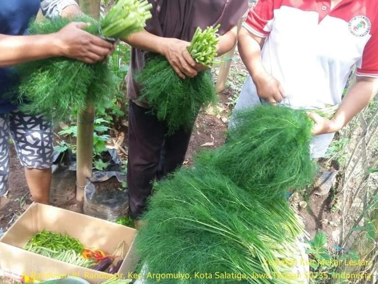 KWT Salatiga Sulap Pekarangan Jadi Lumbung Pangan di Tengah Pandemi Covid-19