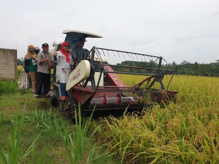 Lampung Hasilkan Panen Lebih Tinggi Berkat Inovasi Tanam Hibrida