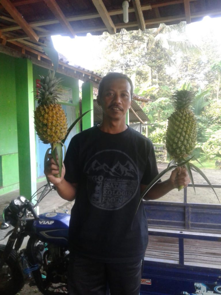Efek Pandemi Covid-19, Permintaan Nenas Banasari Makin Meningkat