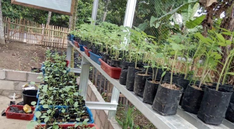 Antisipasi Kemarau, Kementan Dorong Pengembangan Pangan Lokal